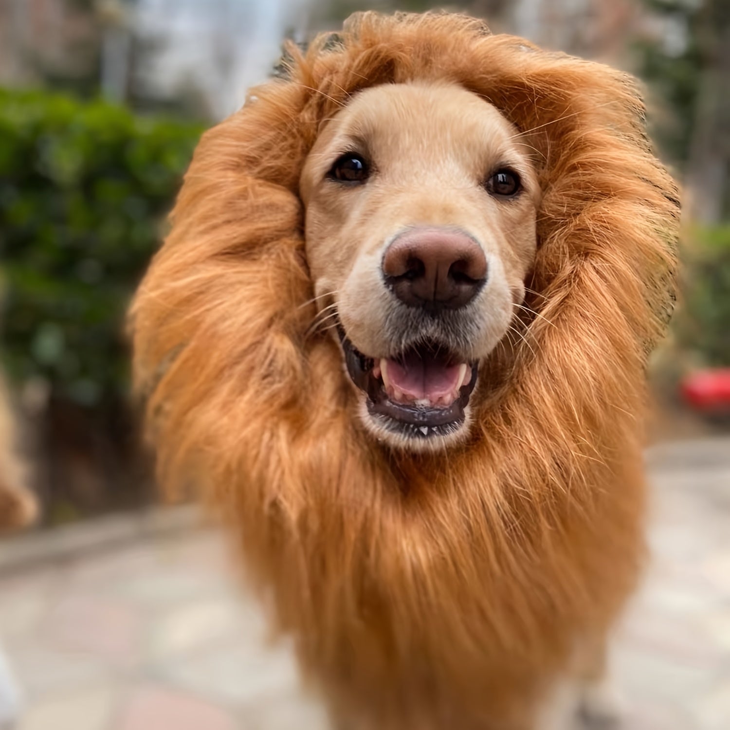 Dog Costume for Halloween – Lion Mane Headpiece | Realistic Look & Comfortable Fit