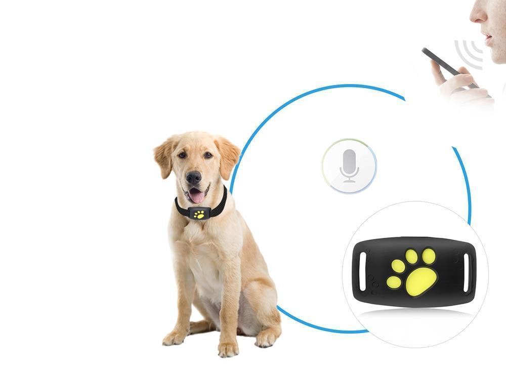 PawRadar | Real-Time GPS Cat Collar with Reliable Satellite Tracking