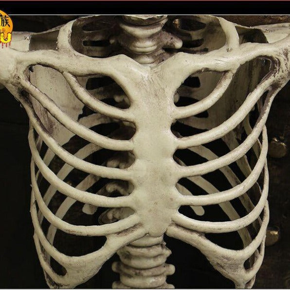 170 cm Life-Size Halloween Skeleton – Posable Outdoor Decoration for a Spooky Yard