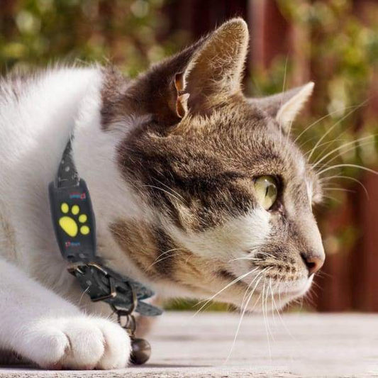 PawRadar | Real-Time GPS Cat Collar with Reliable Satellite Tracking